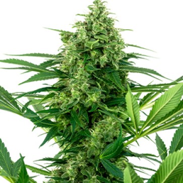 Насіння коноплі Banana Frosting Feminised Silver - 500 шт